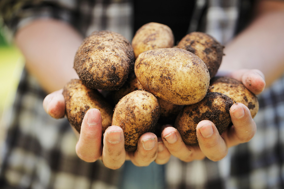 Heilmann AG - Leidenschaft Kartoffeln und Zwiebeln aus